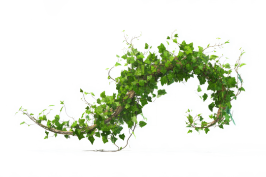 Twisting enchanted ivy expanding and in spiral motion, white background