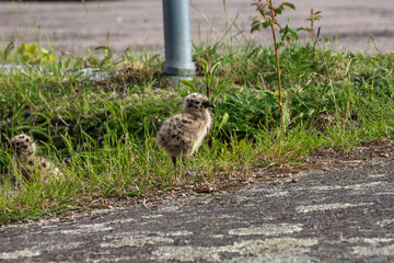Seagull chicks on asphalt and grass