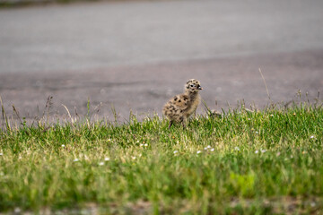 Seagull chicks on grass