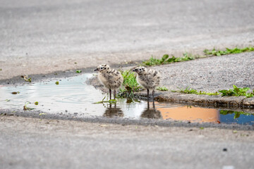 Seagull chicks in puddle on asphalt