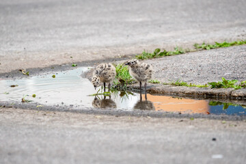 Seagull chicks in puddle on asphalt