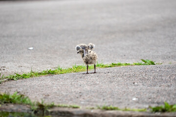 Seagull chick on asphalt and grass