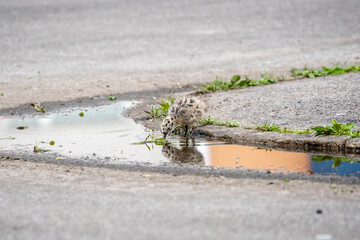 Seagull chicks in puddle on asphalt