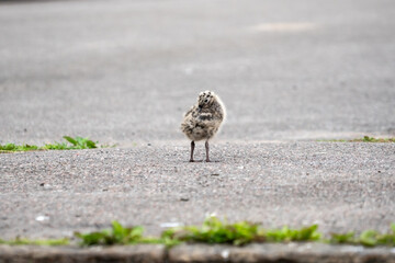 Seagull chicks on asphalt and grass