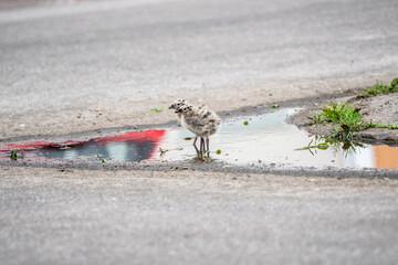 Seagull chicks in puddle on asphalt