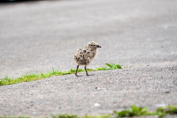 Seagull chicks on asphalt and grass