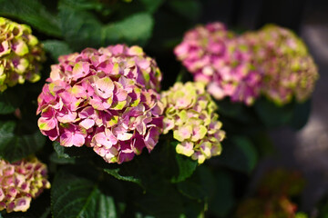 Pink hydrangea blooms in a pot