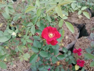 Flowers bloom in a beautiful garden in sight 