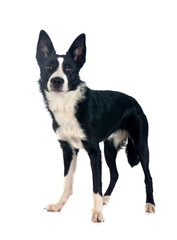 young border collie