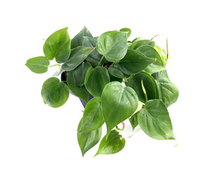 pothos in studio