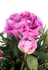 Peony in studio
