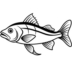 Simple Zander Fish Contour Illustration