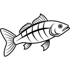 Simple Zander Fish Contour Illustration