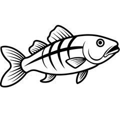 Simple Zander Fish Contour Illustration