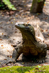 Komodo dragon giant lizard (Varanus komodoensis), Native to a few Indonesian islands within the...