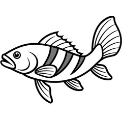 Simple Zander Fish Contour Illustration