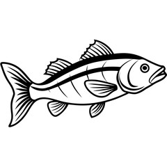 Simple Zander Fish Contour Illustration
