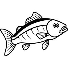 Simple Zander Fish Contour Illustration