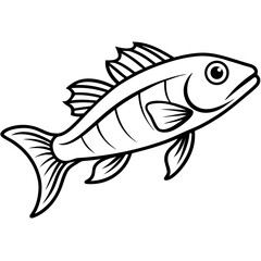 Simple Zander Fish Contour Illustration