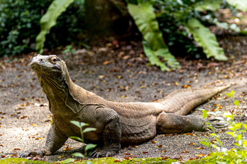 Komodo dragon giant lizard (Varanus komodoensis), Native to a few Indonesian islands within the Komodo National Park
