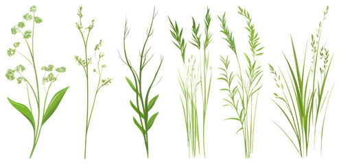 Fototapeta premium PNG Illustrated green botanical plants, element set on transparent background