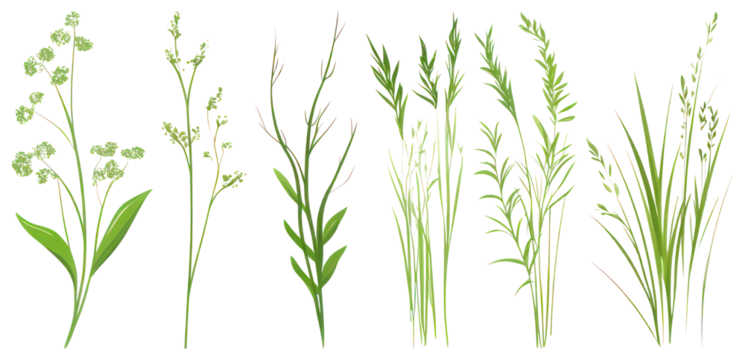 PNG Illustrated green botanical plants, element set on transparent background