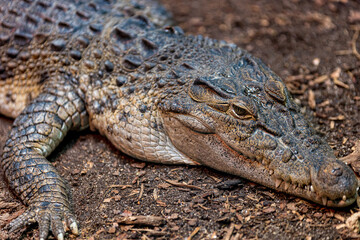 Close up of Crocodile or Aligator, wild powerful predator gaze from a formidable reptile, blending...