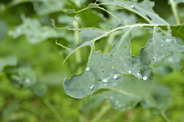 虫に食べられるいる野菜の葉