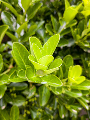 Green leaves of viburnum odoratissimum