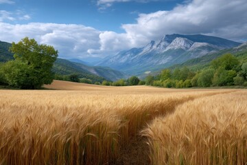 Golden wheat field leading to mountains under a cloudy sky