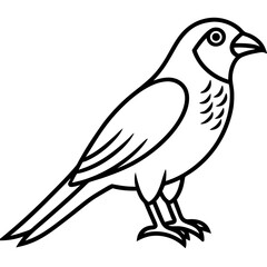 Sparrowhawk White Ink Design