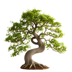 Twisted Bonsai Tree with Lush Green Leaves and Detailed Roots on png Transparent Background
