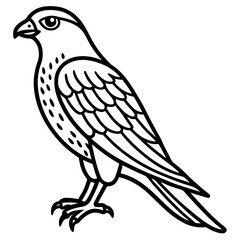 Fototapeta premium Sparrowhawk White Ink Design