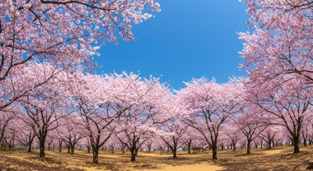 Fototapeta premium Peaceful Flowering Trees