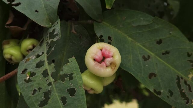 Low angle shot of Syzygium samarangense has many common names depending on the region. Gulab Jamun, Jambos, Jambu, Malabar Plum, Panineer Champakka, Mountain Apple, Cloud apple, Wax apple, Malay apple