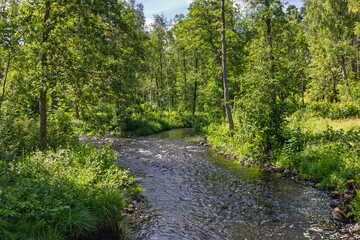 Obraz premium Tranquil stream in a lush green deciduous forest a beautiful sunny summer day