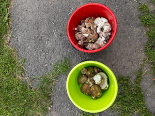 A red bucket and a green bowl filled with mushrooms on the ground