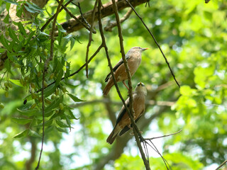 A beautiful close-up view of a Chestnut-tailed starling (Sturnia malabarica) bird in a blurred forest background.