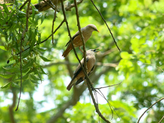A beautiful close-up view of a Chestnut-tailed starling (Sturnia malabarica) bird in a blurred forest background.