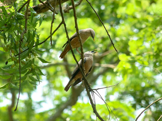 A beautiful close-up view of a Chestnut-tailed starling (Sturnia malabarica) bird in a blurred forest background.