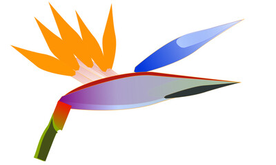 A bird of paradise flower, (strelitzia reginae) isolated on a white background. This is a vector image.