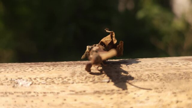 A Bagworm larva (Megalophanes stetinensis) crawls on the branch, India
