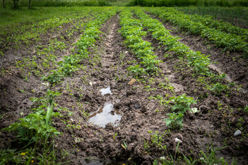 Young Potato Plants Growing in Neat Rows on a Moist, Cultivated Garden Field