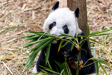 A giant panda from China enjoying a meal of fresh bamboo