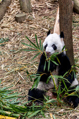 A giant panda from China enjoying a meal of fresh bamboo