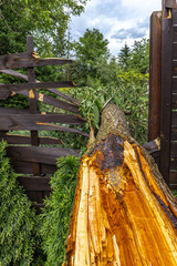 A tree broken by a strong wind, a burned spot on the tree where lightning struck during a storm, a...