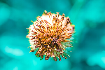 Natural Series : Dried flower pollen. Dried stamens of flowers. Petals and stamens with natural background. Close up shot of small things in nature.