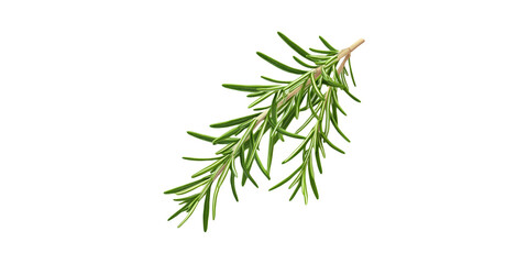 Fototapeta premium Fresh Rosemary Sprig. Culinary Herb For Cooking And Aromatherapy Isolated On Transparent Background