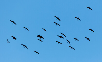 A flock of birds flying in the sky
