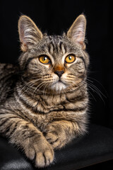 Obraz premium Closeup of gray cat with sharp eyes, isolated on black background. Ideal for pet related content, advertising, or minimalist animal themed design.